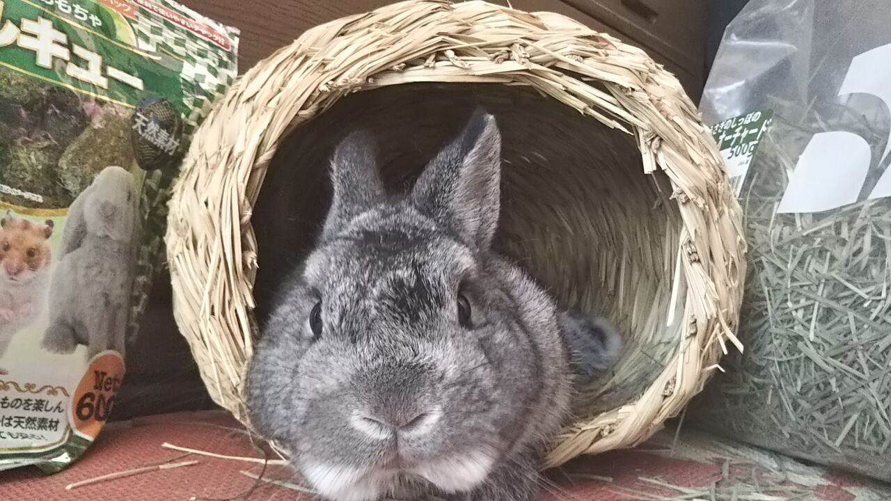 毛の模様がヘンになる換毛期 うさぎのおへや とんすけの毎日
