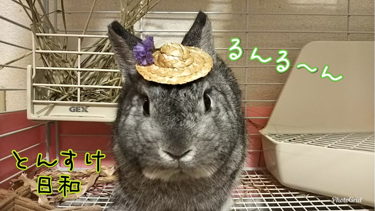 幸せのぼうし うさぎのおへや とんすけの毎日 幸せのぼうし うさぎのおへや とんすけの毎日