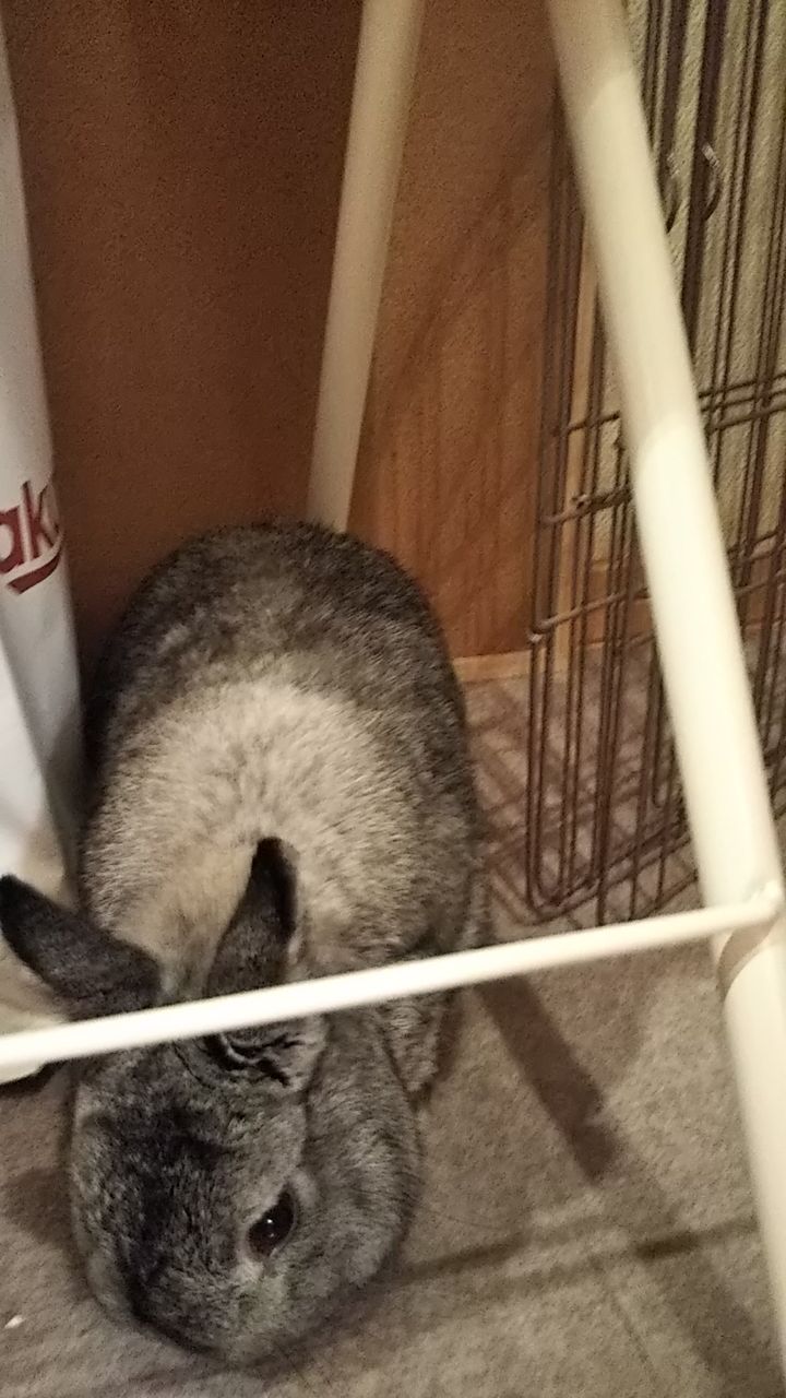 うさ飼いあるある うさぎのおへや とんすけの毎日