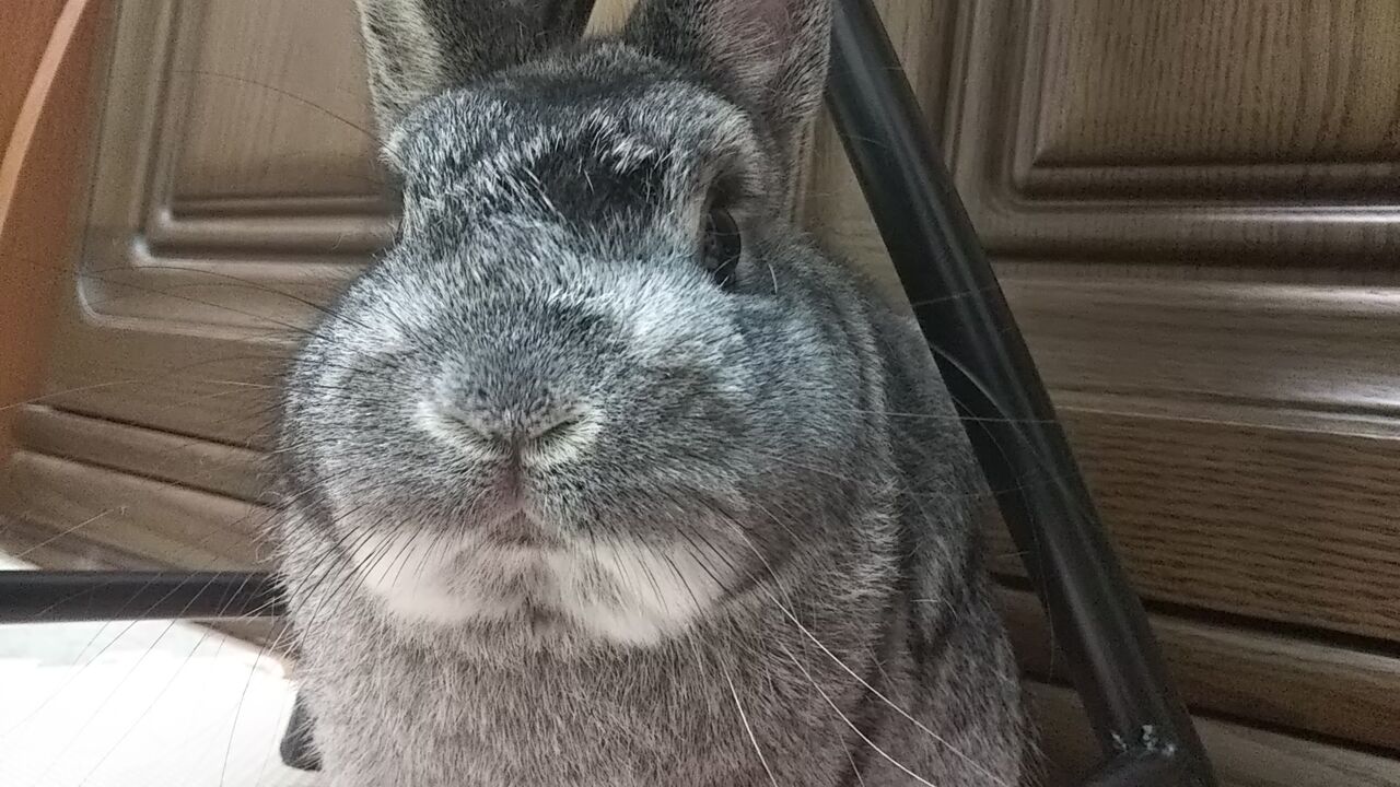 毛の模様がヘンになる換毛期 うさぎのおへや とんすけの毎日