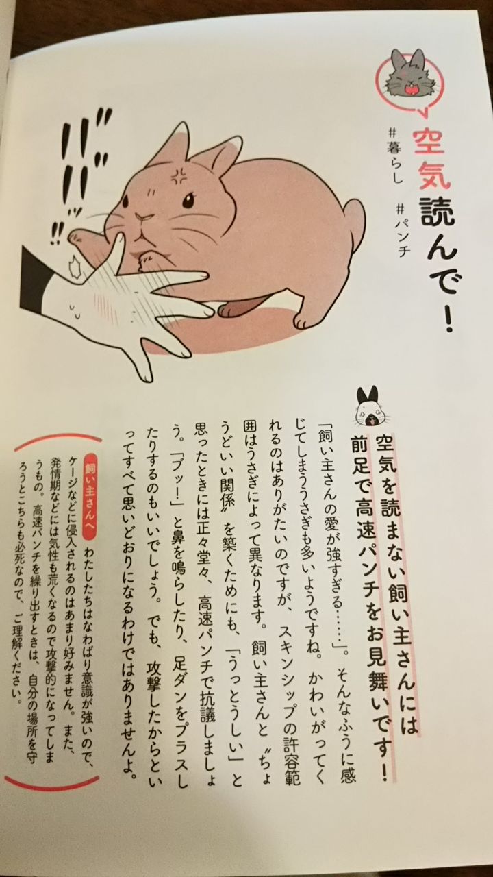 うさパンチ うさぎのおへや とんすけの毎日