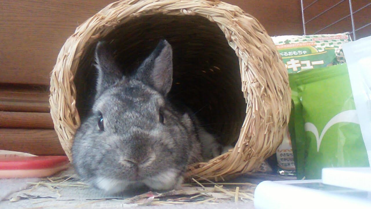 無気力ポーズはお手のもの うさぎのおへや とんすけの毎日