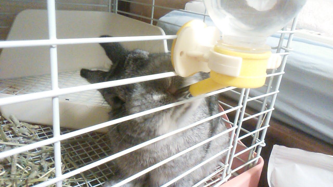 とんすけ流 水の飲み方 うさぎのおへや とんすけの毎日