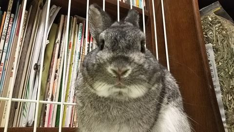 実はあの人もうさぎを飼っていた うさぎのおへや とんすけの毎日