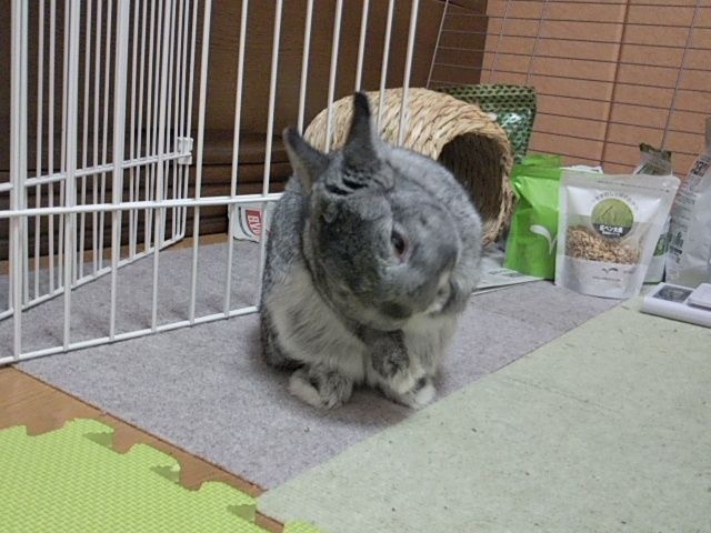 うさパンチ うさぎのおへや とんすけの毎日