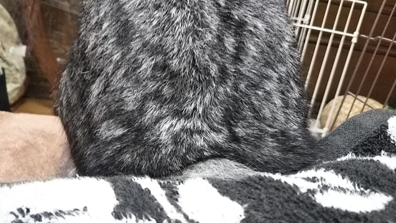 うさパンチ うさぎのおへや とんすけの毎日 うさパンチ うさぎのおへや とんすけの毎日