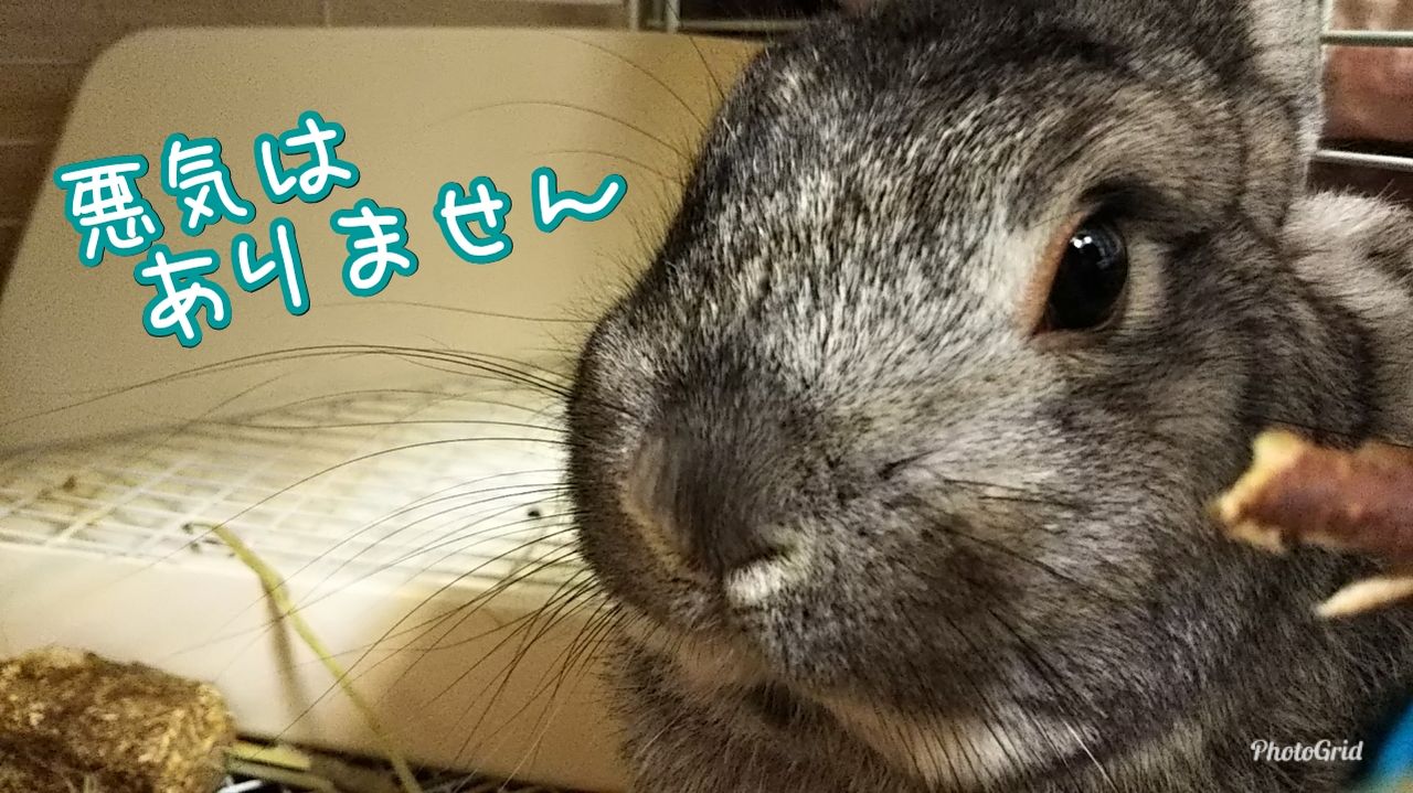 うさパンチ うさぎのおへや とんすけの毎日