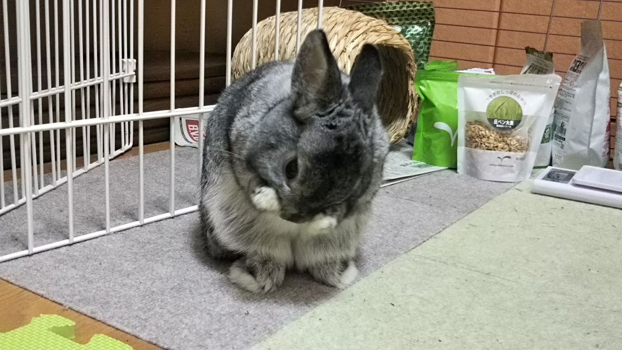 うさパンチ うさぎのおへや とんすけの毎日 うさパンチ うさぎのおへや とんすけの毎日