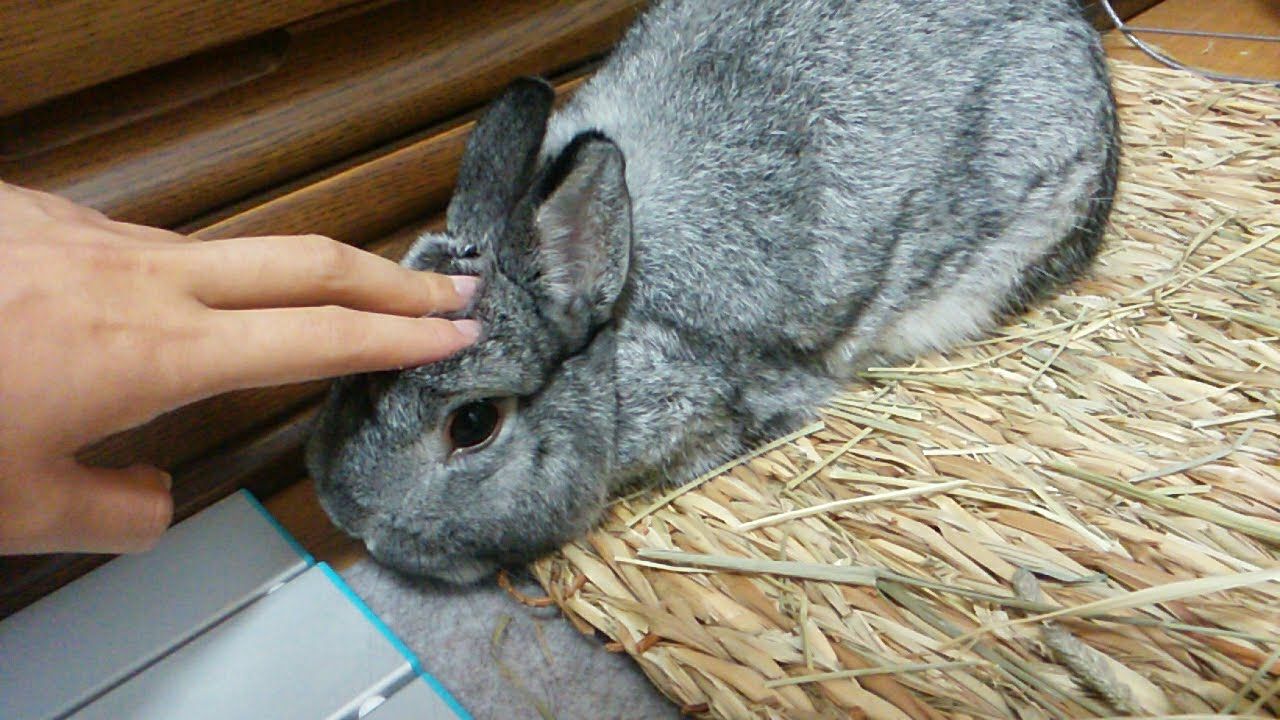 うさぎと友達になるために うさぎのおへや とんすけの毎日