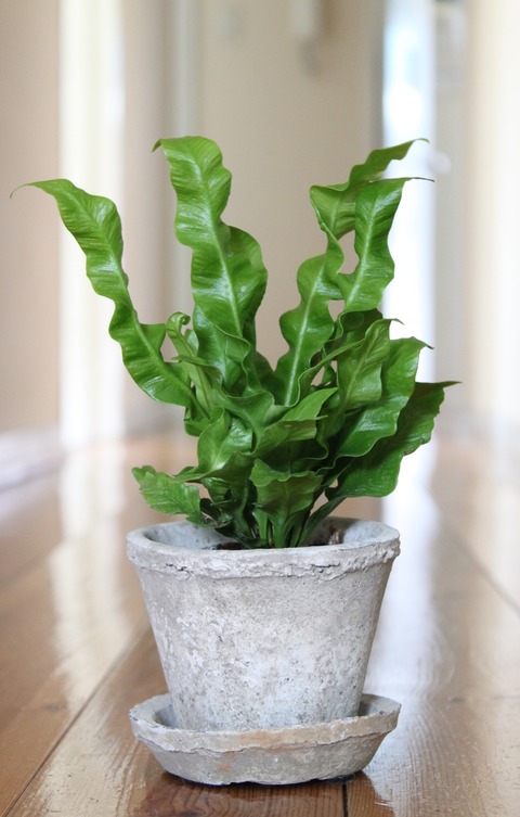Asplenium nidus var. plicatum