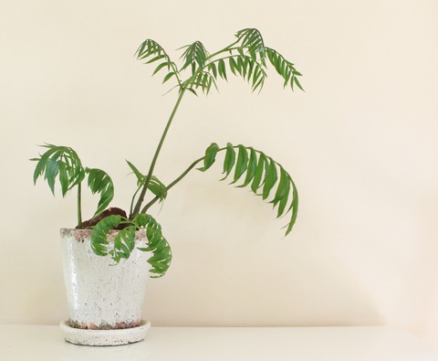 Angiopteris lygodiifolia