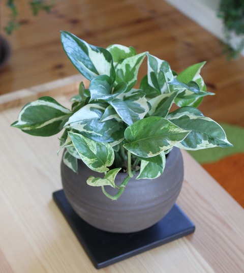 Epipremnum aureum 'N' Joy'