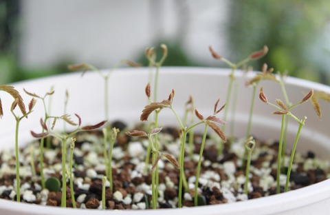 Pithecellobium sophorocarpum var. angustifolium