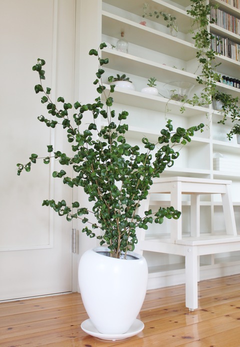 Ficus benjamina 'barok'