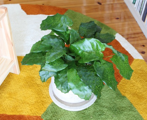 Calathea musaica