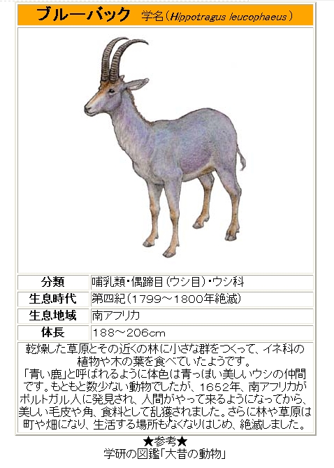 大航海時代冒険日誌 青牛の毛皮 花日記