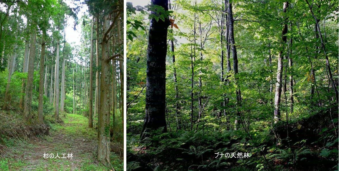 人工林天然林 – 原生林と人工林の違い – VISHUJI
