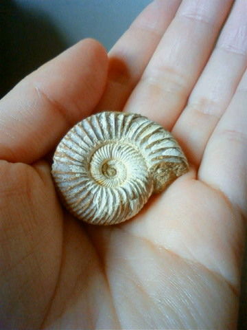 ちびアンモナイト もるひめ屋 手描きイラスト置き場