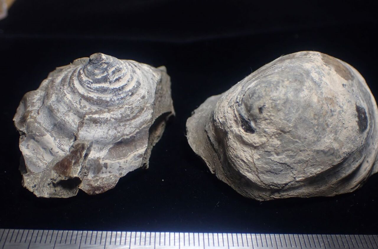 白亜紀の笠形貝類についての分類覚え書き(前編) : 白亜紀徒然