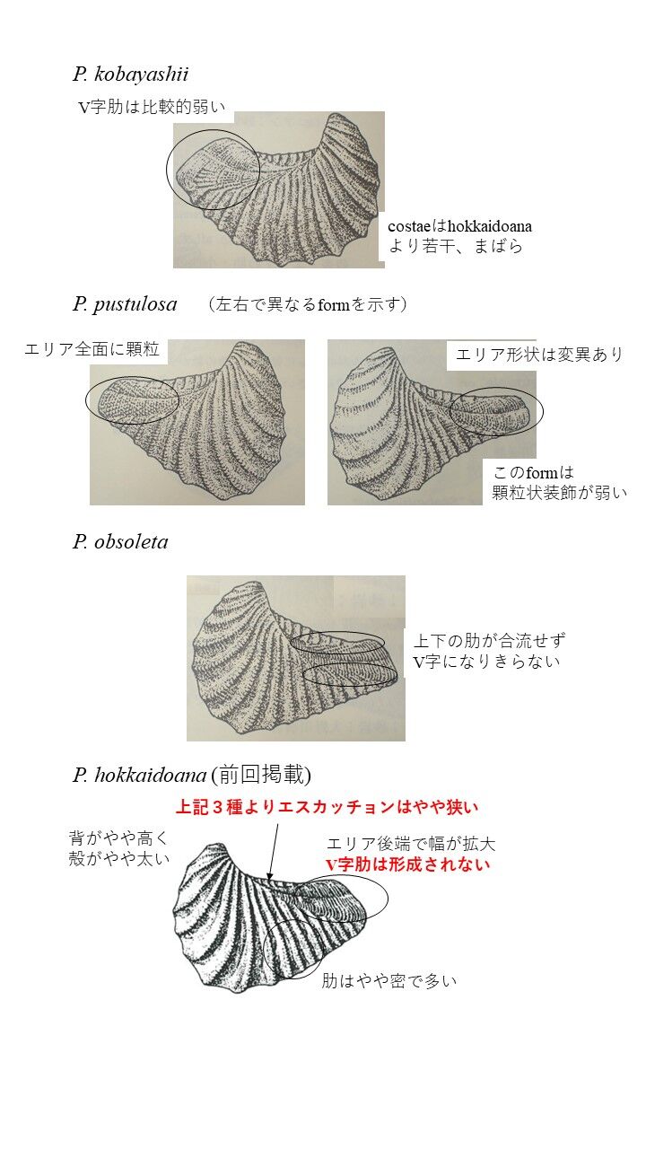 Pterotrigonia hokkaidoanaをめぐる同定の混乱について : 白亜紀徒然