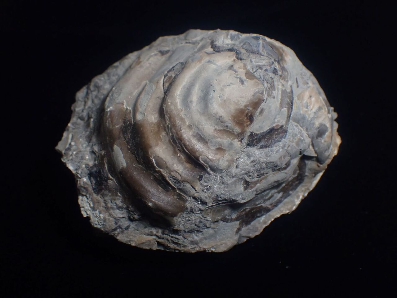 白亜紀の笠形貝類についての分類覚え書き(前編) : 白亜紀徒然