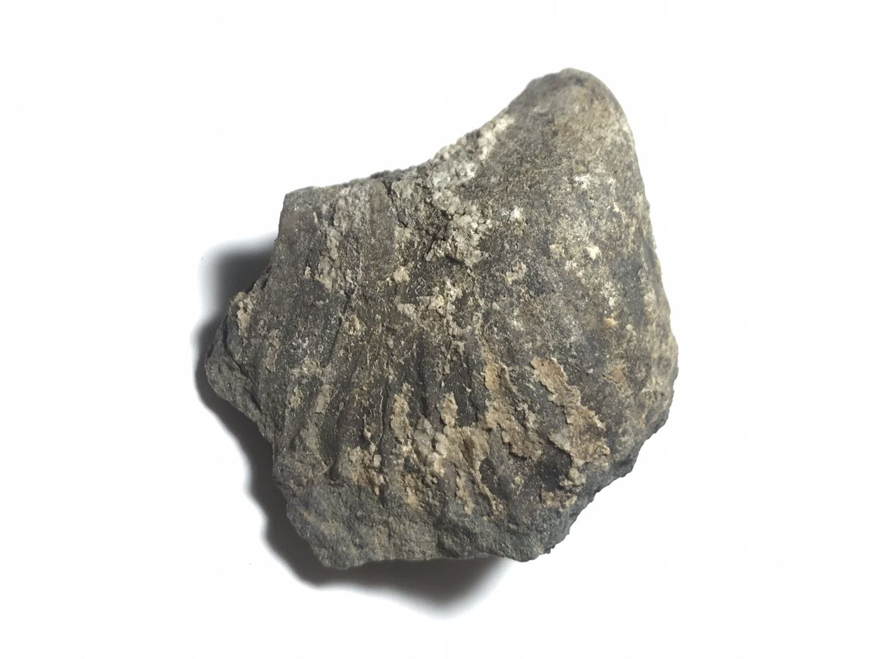 Pterotrigonia hokkaidoanaをめぐる同定の混乱について : 白亜紀徒然