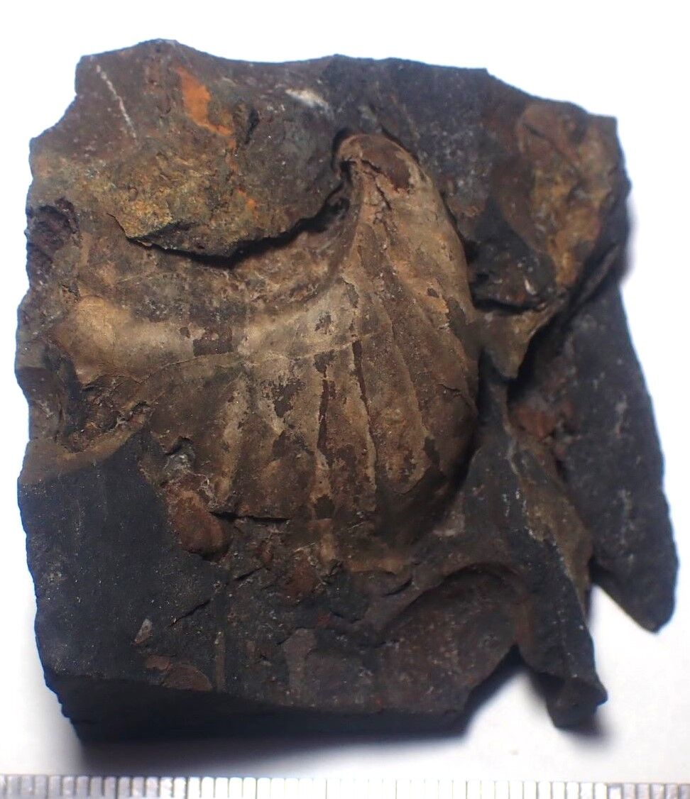 白亜紀前期のPterotrigonia類の分類覚え書き : 白亜紀徒然