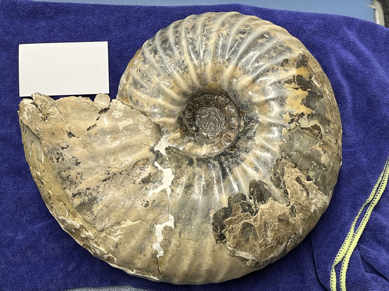 北海道苫前産アンモナイトの群集化石、テトラゴニテス（Tetragonites