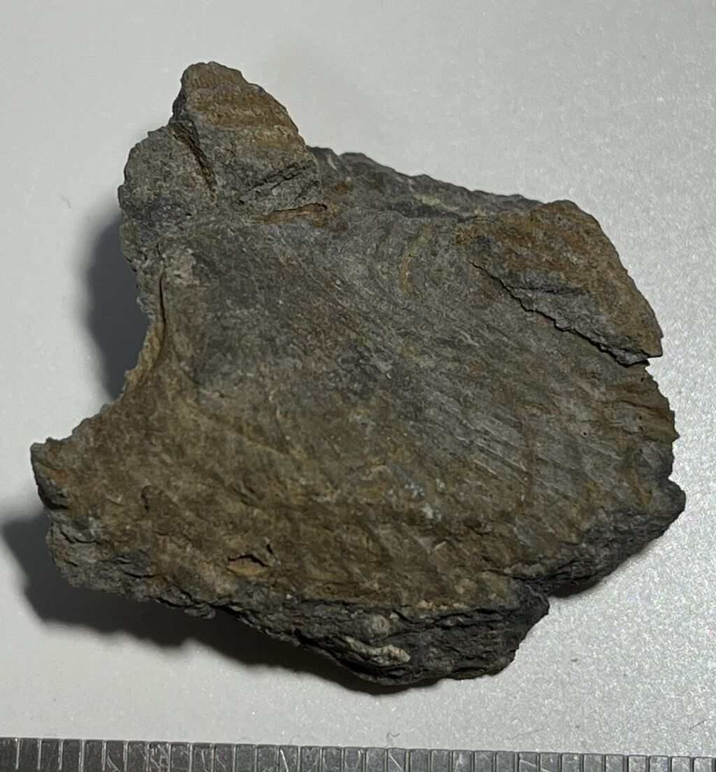 日本の化石 難波江のペクテン