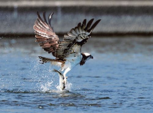 オスプレイ デジカメを持って旅をする