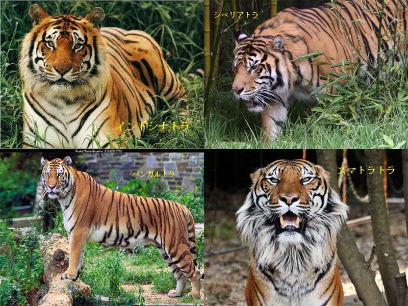 デジカメを持って旅をする:絶滅危惧種 (トラ) - livedoor Blog(ブログ)