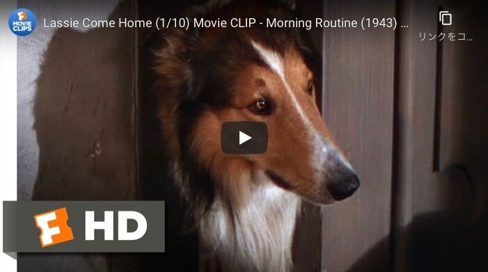 子供の頃観ていたテレビドラマ 名犬ラッシー Rumikoの日記