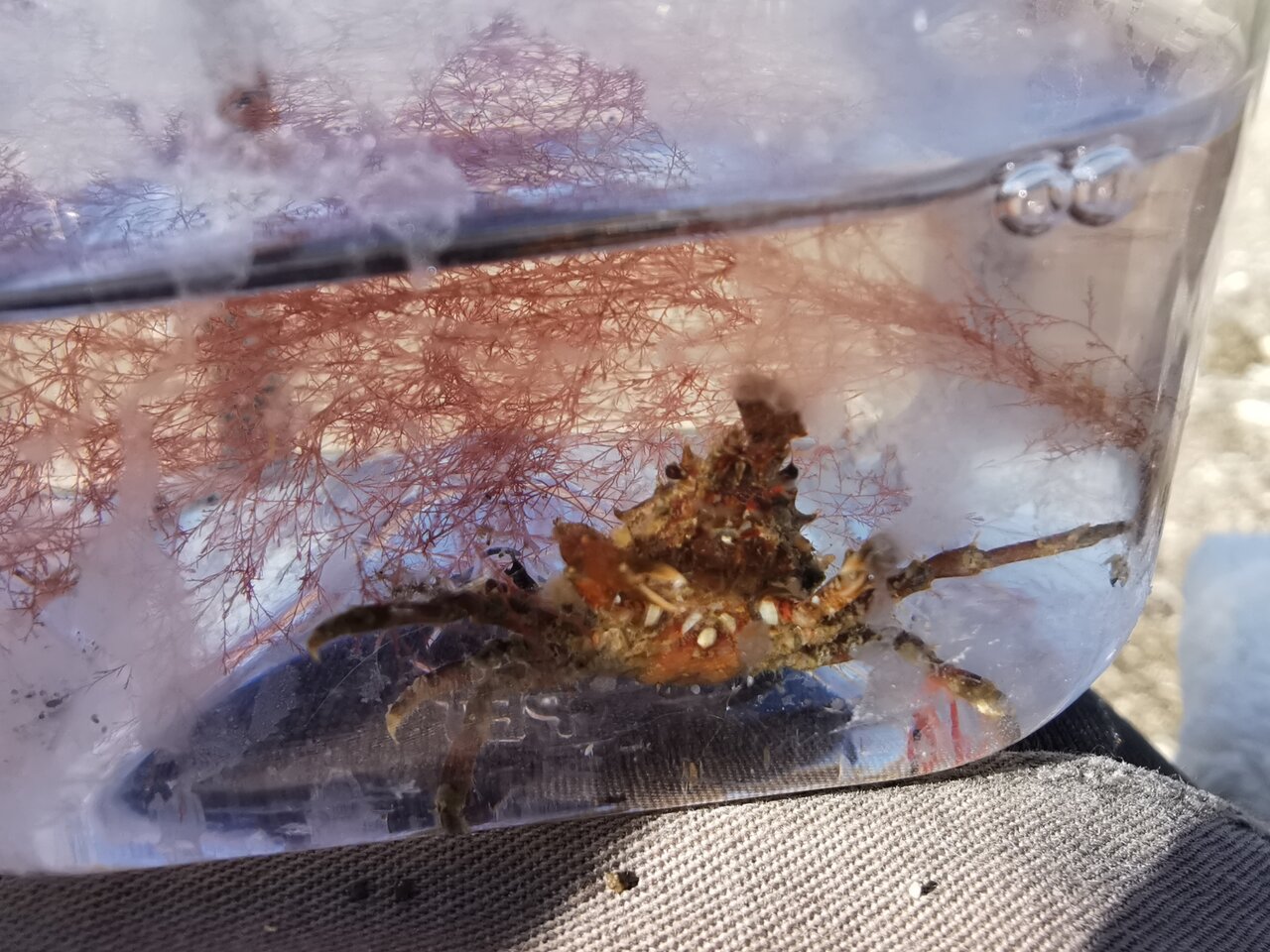 余談 私の水槽 カクレガニのピンノ観察日記 余談 私の水槽 カクレガニのピンノ観察日記