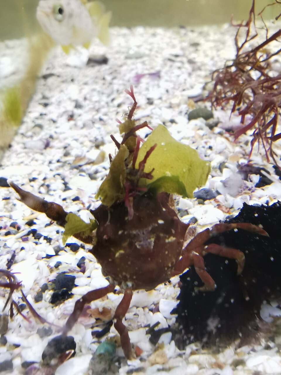 余談 私の水槽 カクレガニのピンノ観察日記 余談 私の水槽 カクレガニのピンノ観察日記