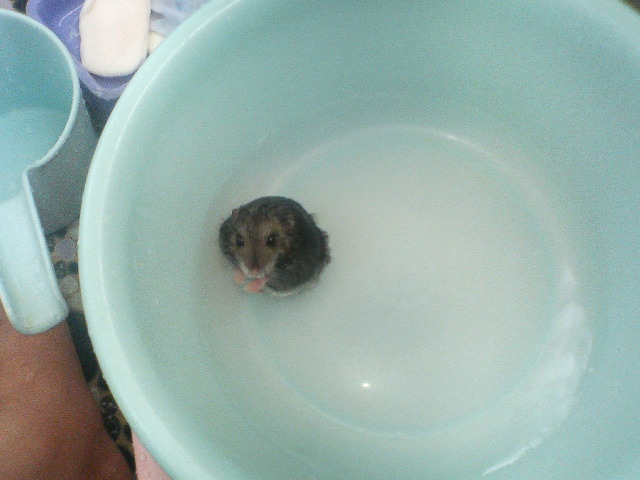 ハムスターも入浴 : Seize the day - 860309bb ハムスターも入浴 : Seize the day - 860309bb