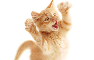 画像の横に文字を表示させるにはどうやるの サイト記事作りのメモ帳