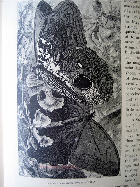 15年 アメリカ イラストレーターの本より 蝶のイラスト 近代輸出陶磁器に魅せられて