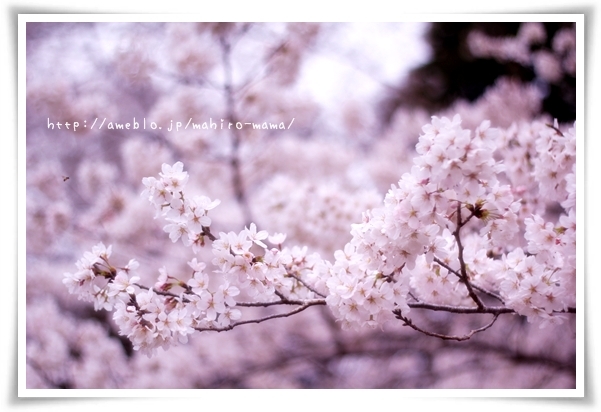 キミと一緒に ～太郎・小太郎・お弁当～