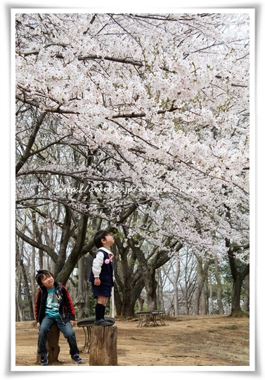 キミと一緒に ~太郎・小太郎・お弁当~