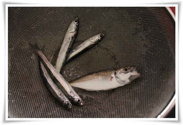 キミと一緒に ～太郎・小太郎・お弁当～