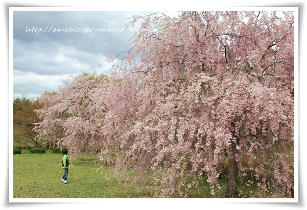 キミと一緒に ~太郎・小太郎・お弁当~
