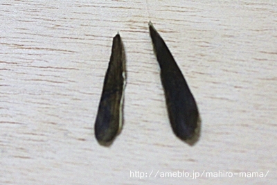 キミと一緒に ～太郎・小太郎・お弁当～