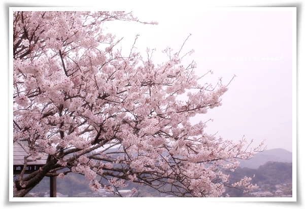キミと一緒に ～太郎・小太郎・お弁当～