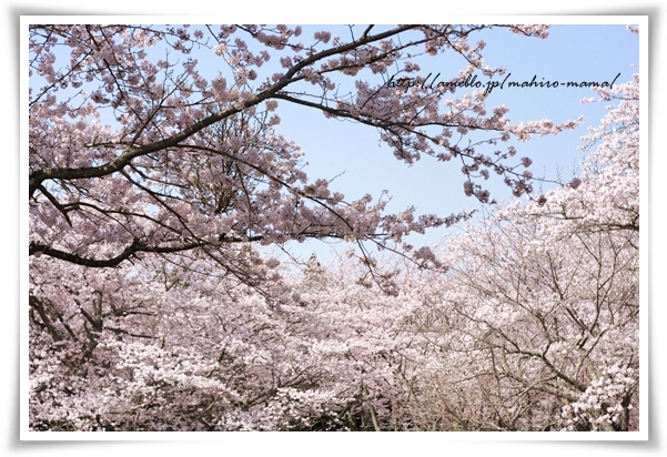 キミと一緒に ～太郎・小太郎・お弁当～