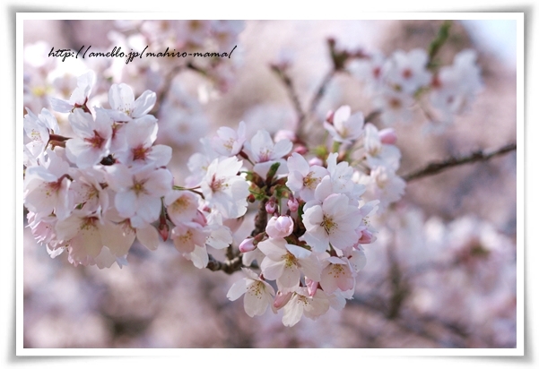 キミと一緒に ～太郎・小太郎・お弁当～