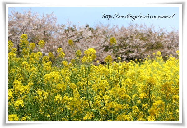 キミと一緒に ～太郎・小太郎・お弁当～