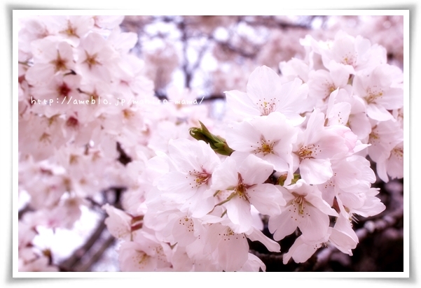 キミと一緒に ～太郎・小太郎・お弁当～