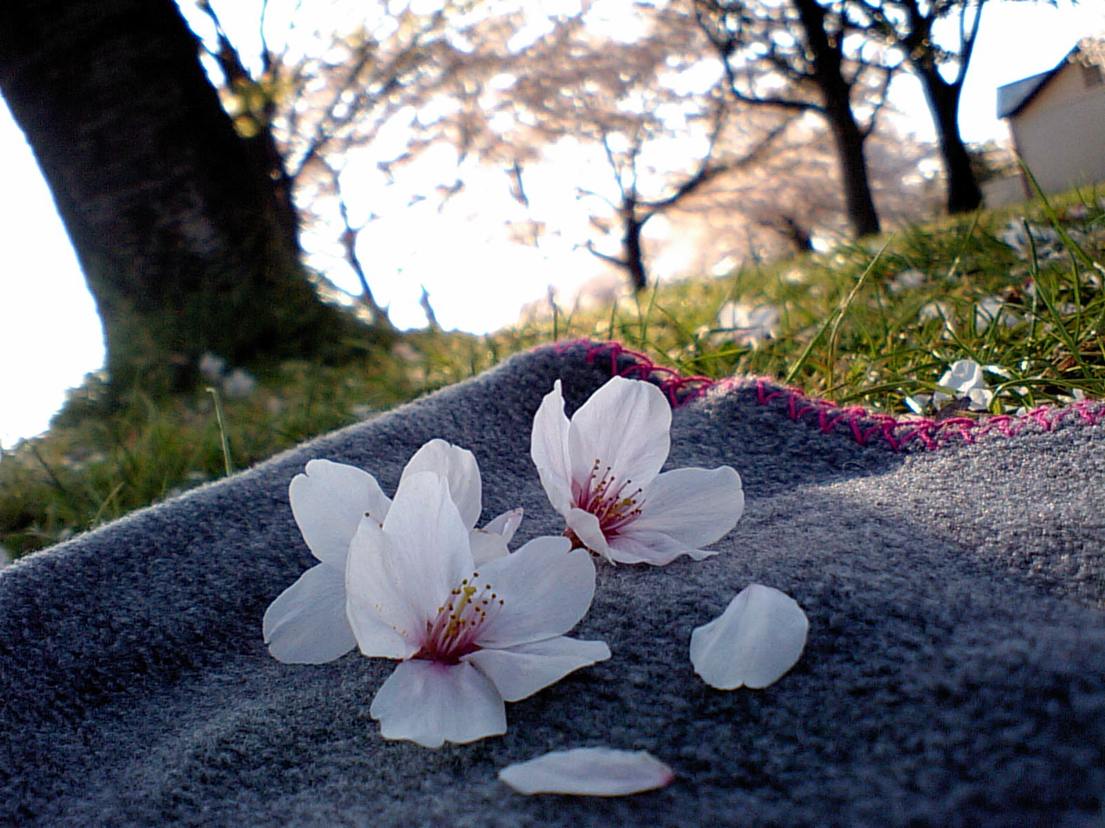 桜の花びら散る頃に 牛皮の手帳