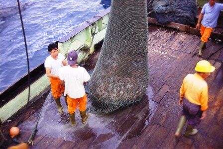 操業場所はアラフラ海 Momobaliのblog 操業場所はアラフラ海 Momobaliのblog