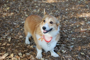 �ǥ�����